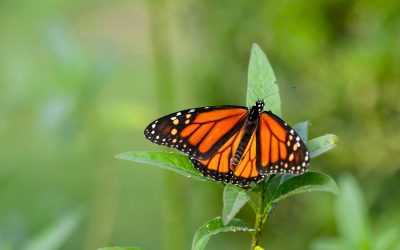 Creating a Wildlife Haven: The Best Ways to Attract Wildlife to Your Lawn and Garden