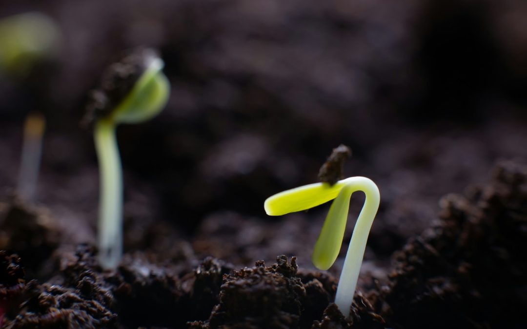 From Pantry to Garden: How to Germinate Seeds for a Thriving Home Garden