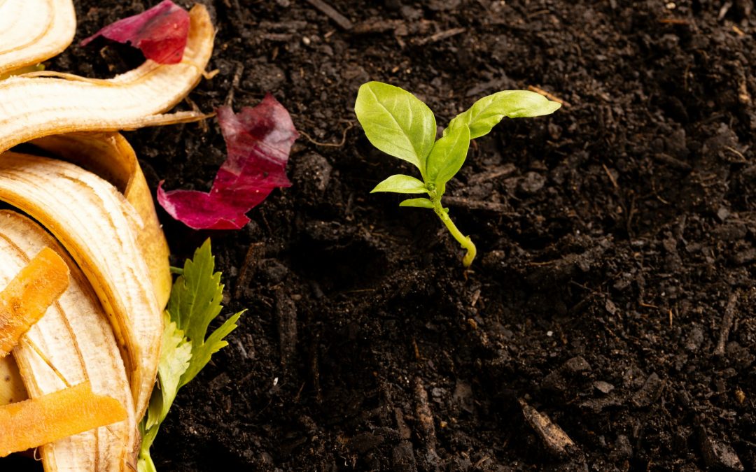 The Art of Composting: Different Methods and How to Maximize Efficiency